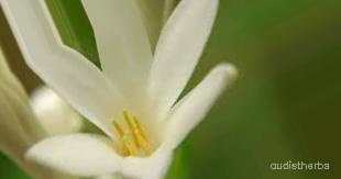 augmented_Polianthes tuberosa flower8_0_2263.jpeg